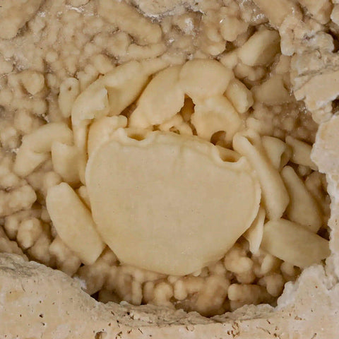 2.2" Potaman Sp Fossil Freshwater Crab In Travertine Denizli Basin Southwest Turkey - Fossil Age Minerals
