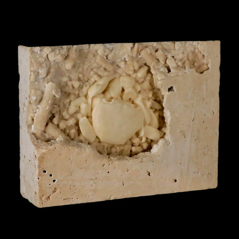 2.2" Potaman Sp Fossil Freshwater Crab In Travertine Denizli Basin Southwest Turkey - Fossil Age Minerals