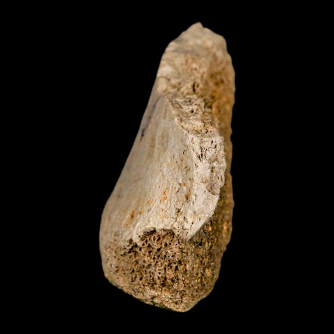 2.5" Hadrosaurus Fossil Vertebrae Bone Aguja FM Texas Dinosaur Cretaceous COA Stand - Fossil Age Minerals