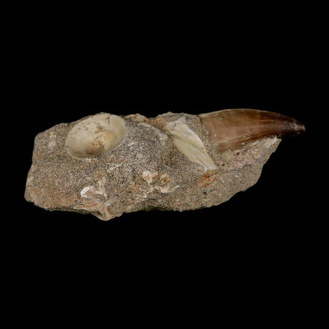 1.9" Mosasaur Prognathodon Fossil Tooth In Matrix Cretaceous Dinosaur Era COA