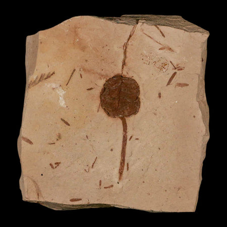 1.6" Rare Fossil Pistillate Cone Metasequoia Dawn Redwood Oligocene Age MT COA