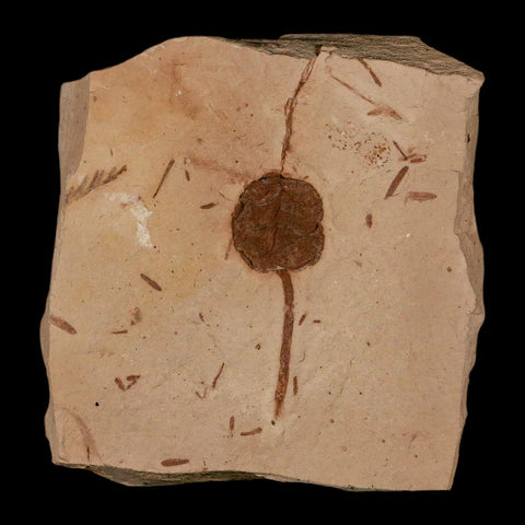 1.6" Rare Fossil Pistillate Cone Metasequoia Dawn Redwood Oligocene Age MT COA - Fossil Age Minerals