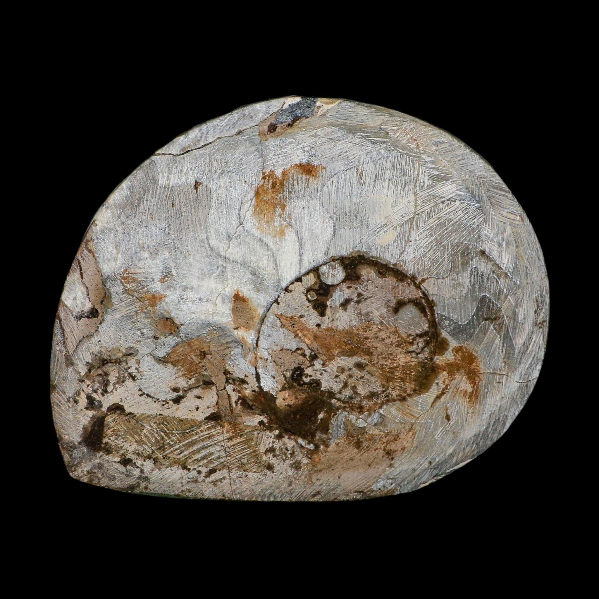 5.3" Goniatite Ammonite Fossil Polished Morocco Devonian Age COA