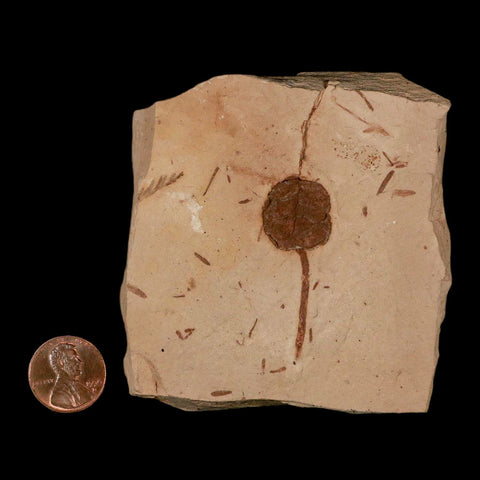 1.6" Rare Fossil Pistillate Cone Metasequoia Dawn Redwood Oligocene Age MT COA - Fossil Age Minerals