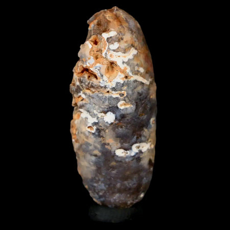 1.5" Fossil Pine Cone Equicalastrobus Replaced By Agate Eocene Age Seeds Fruit