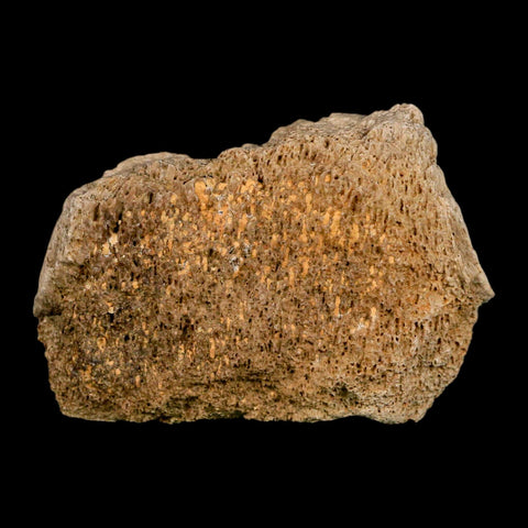 2.5" Hadrosaurus Fossil Vertebrae Bone Aguja FM Texas Dinosaur Cretaceous COA Stand - Fossil Age Minerals