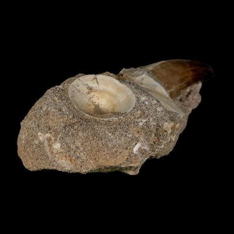 1.9" Mosasaur Prognathodon Fossil Tooth In Matrix Cretaceous Dinosaur Era COA