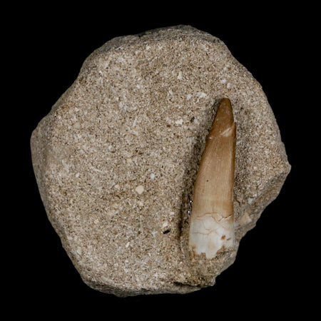 1.5" Plesiosaur Zarafasaura Tooth Fossil In Matrix Cretaceous Dinosaur Era COA