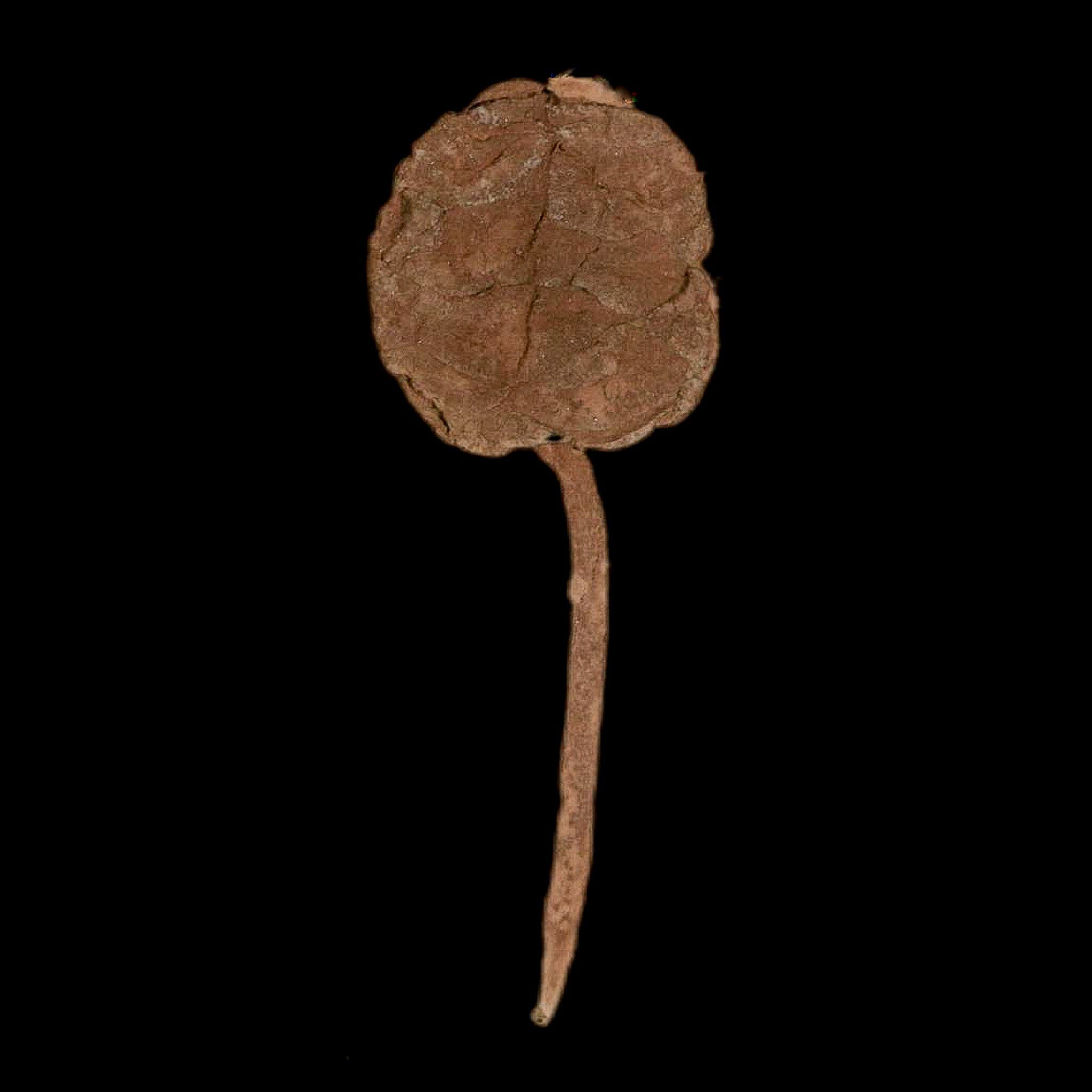 1.6" Rare Fossil Pistillate Cone Metasequoia Dawn Redwood Oligocene Age MT COA - Fossil Age Minerals