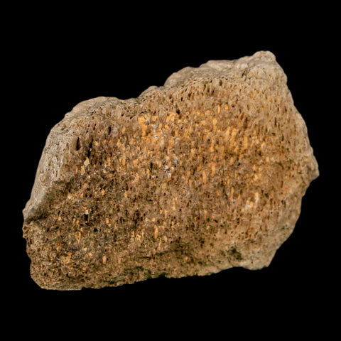 2.5" Hadrosaurus Fossil Vertebrae Bone Aguja FM Texas Dinosaur Cretaceous COA Stand - Fossil Age Minerals