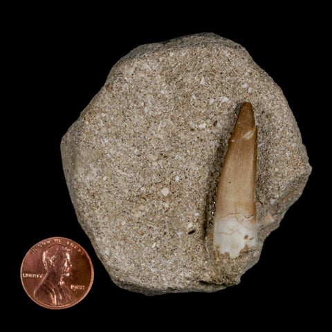 1.5" Plesiosaur Zarafasaura Tooth Fossil In Matrix Cretaceous Dinosaur Era COA