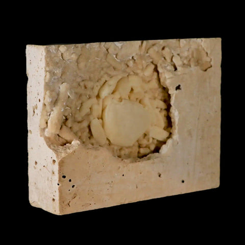 2.2" Potaman Sp Fossil Freshwater Crab In Travertine Denizli Basin Southwest Turkey - Fossil Age Minerals