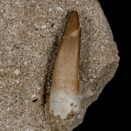 1.5" Plesiosaur Zarafasaura Tooth Fossil In Matrix Cretaceous Dinosaur Era COA