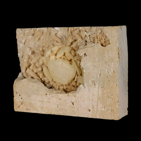 2.2" Potaman Sp Fossil Freshwater Crab In Travertine Denizli Basin Southwest Turkey - Fossil Age Minerals