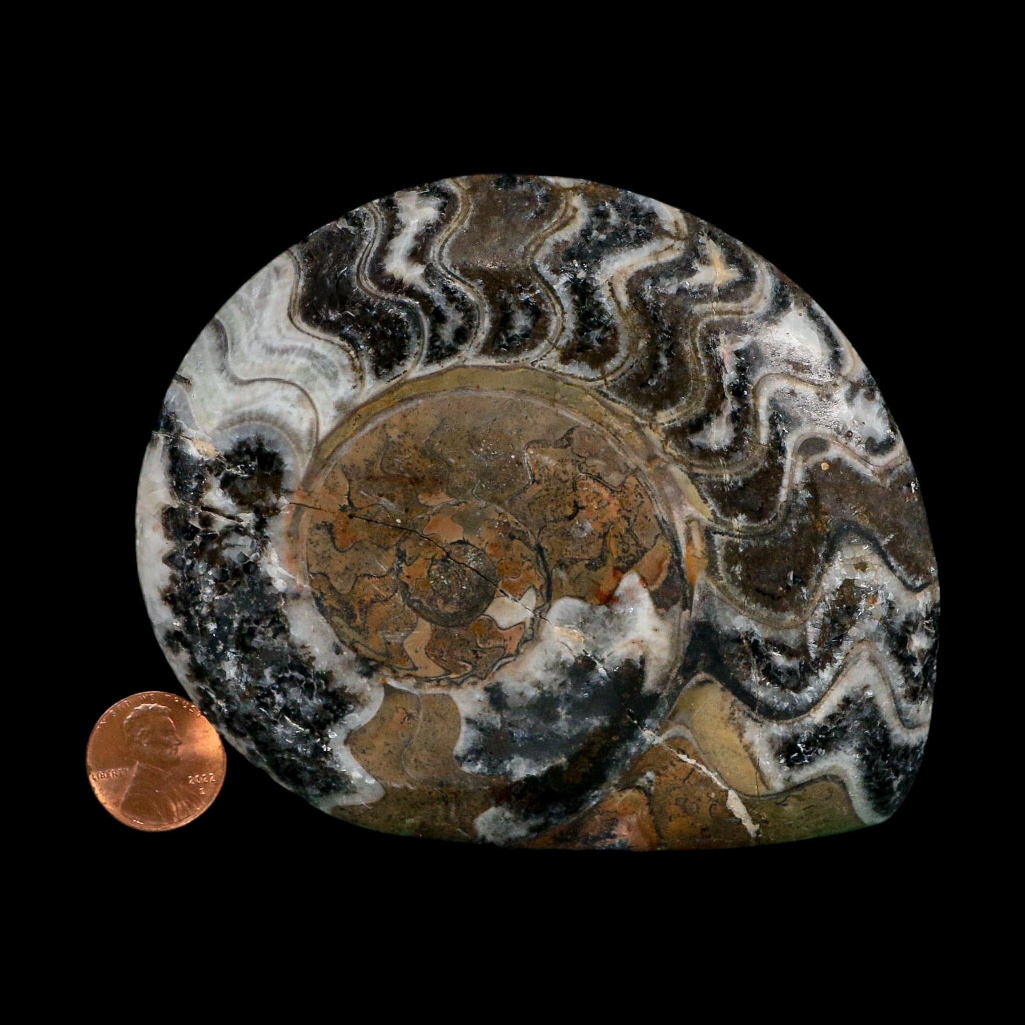 4.2" Goniatite Ammonite Fossil Polished Morocco Devonian Age COA