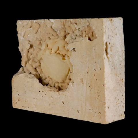 2.2" Potaman Sp Fossil Freshwater Crab In Travertine Denizli Basin Southwest Turkey - Fossil Age Minerals