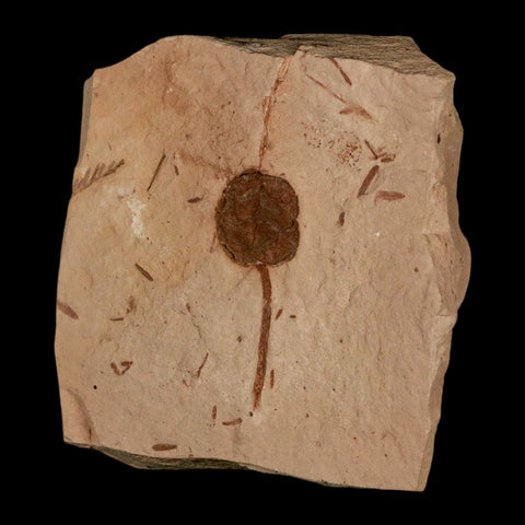 1.6" Rare Fossil Pistillate Cone Metasequoia Dawn Redwood Oligocene Age MT COA - Fossil Age Minerals