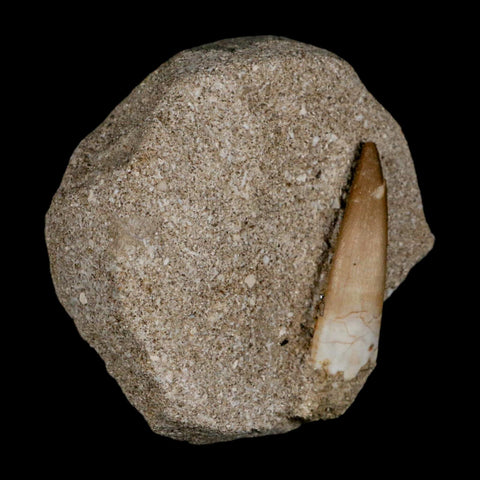 1.5" Plesiosaur Zarafasaura Tooth Fossil In Matrix Cretaceous Dinosaur Era COA