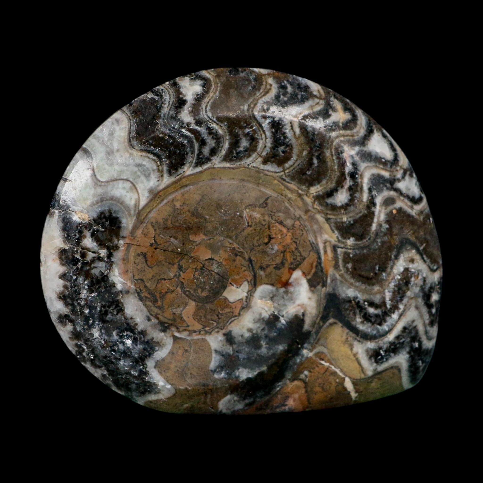 4.2" Goniatite Ammonite Fossil Polished Morocco Devonian Age COA