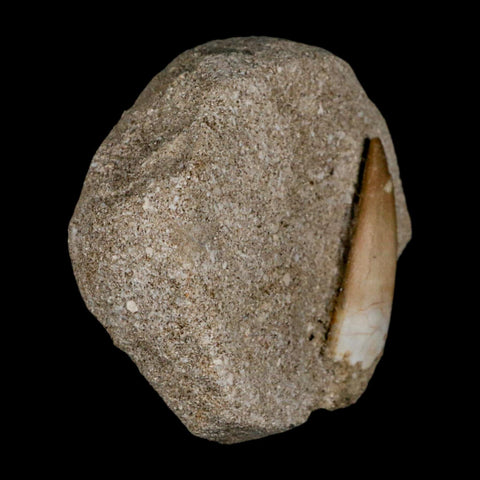 1.5" Plesiosaur Zarafasaura Tooth Fossil In Matrix Cretaceous Dinosaur Era COA