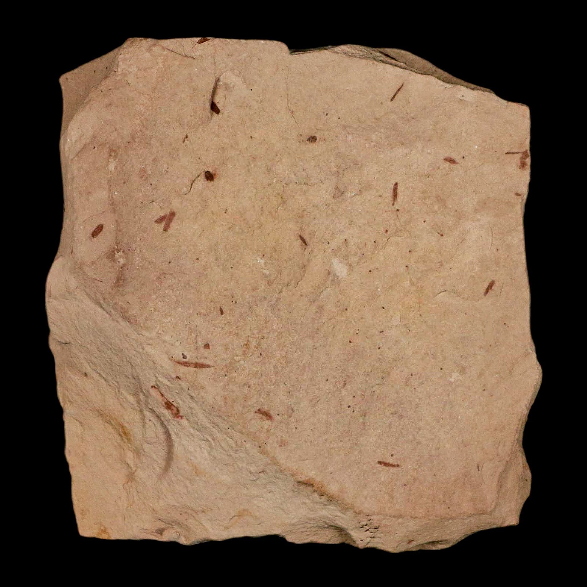 1.6" Rare Fossil Pistillate Cone Metasequoia Dawn Redwood Oligocene Age MT COA - Fossil Age Minerals
