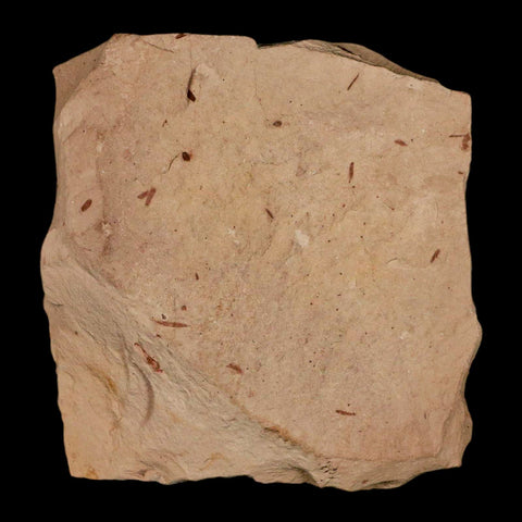 1.6" Rare Fossil Pistillate Cone Metasequoia Dawn Redwood Oligocene Age MT COA - Fossil Age Minerals