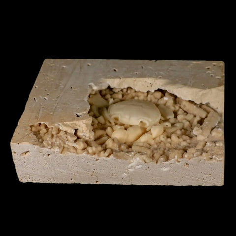 2.2" Potaman Sp Fossil Freshwater Crab In Travertine Denizli Basin Southwest Turkey - Fossil Age Minerals