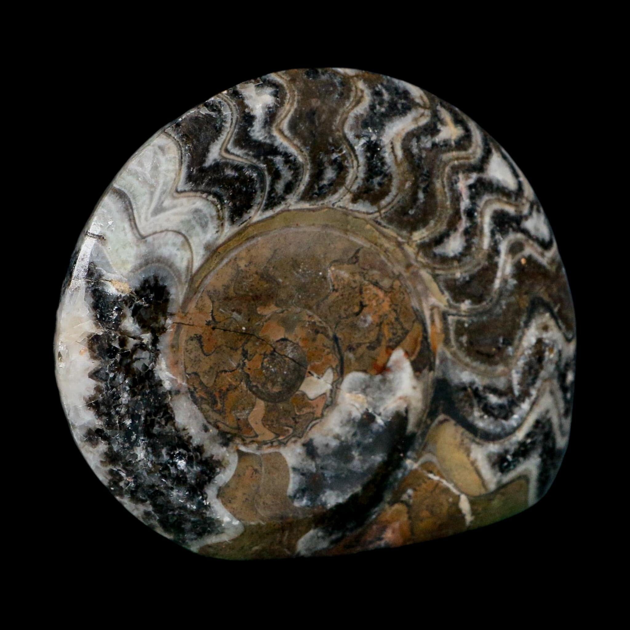 4.2" Goniatite Ammonite Fossil Polished Morocco Devonian Age COA