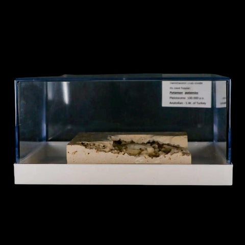 2.2" Potaman Sp Fossil Freshwater Crab In Travertine Denizli Basin Southwest Turkey - Fossil Age Minerals