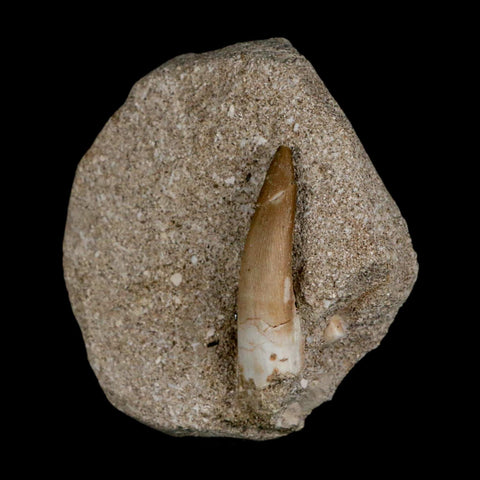 1.5" Plesiosaur Zarafasaura Tooth Fossil In Matrix Cretaceous Dinosaur Era COA