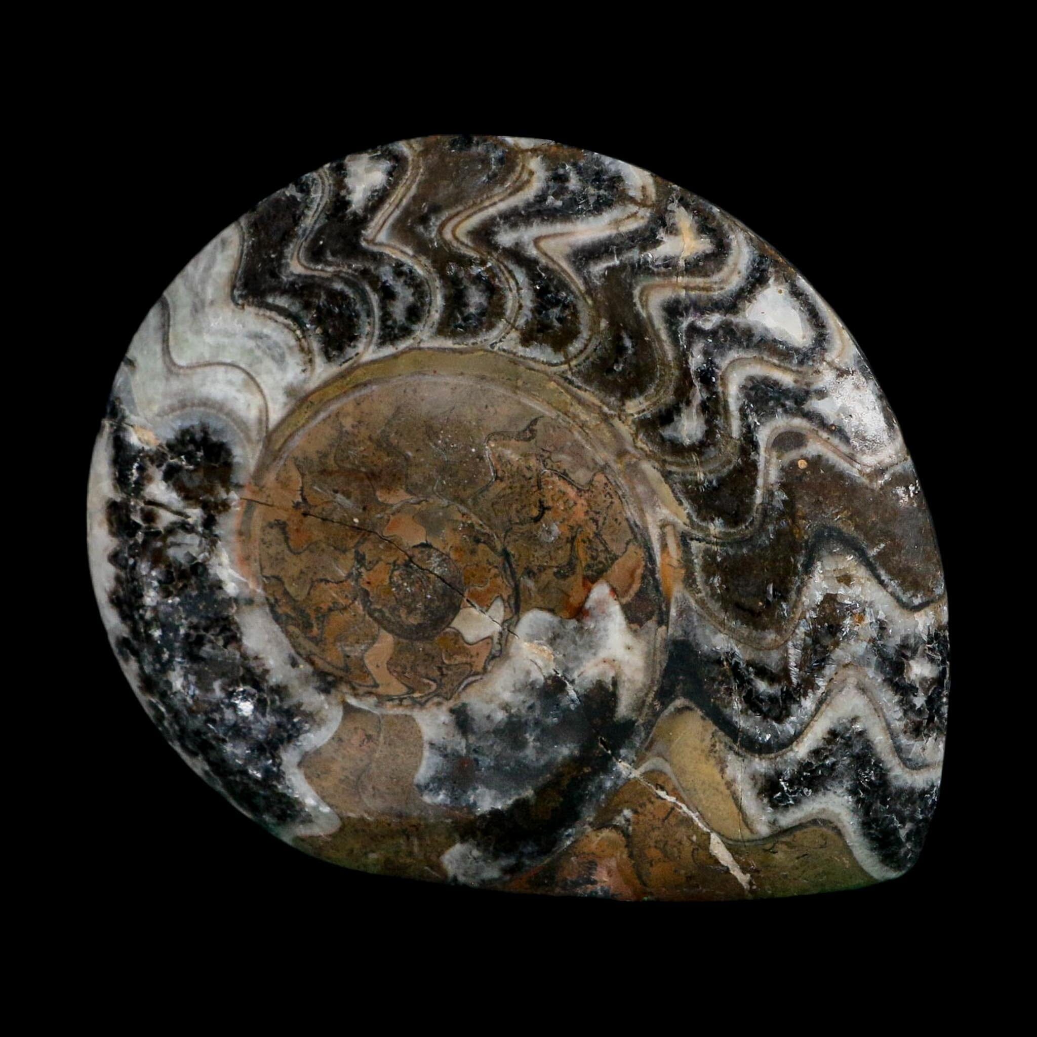 4.2" Goniatite Ammonite Fossil Polished Morocco Devonian Age COA