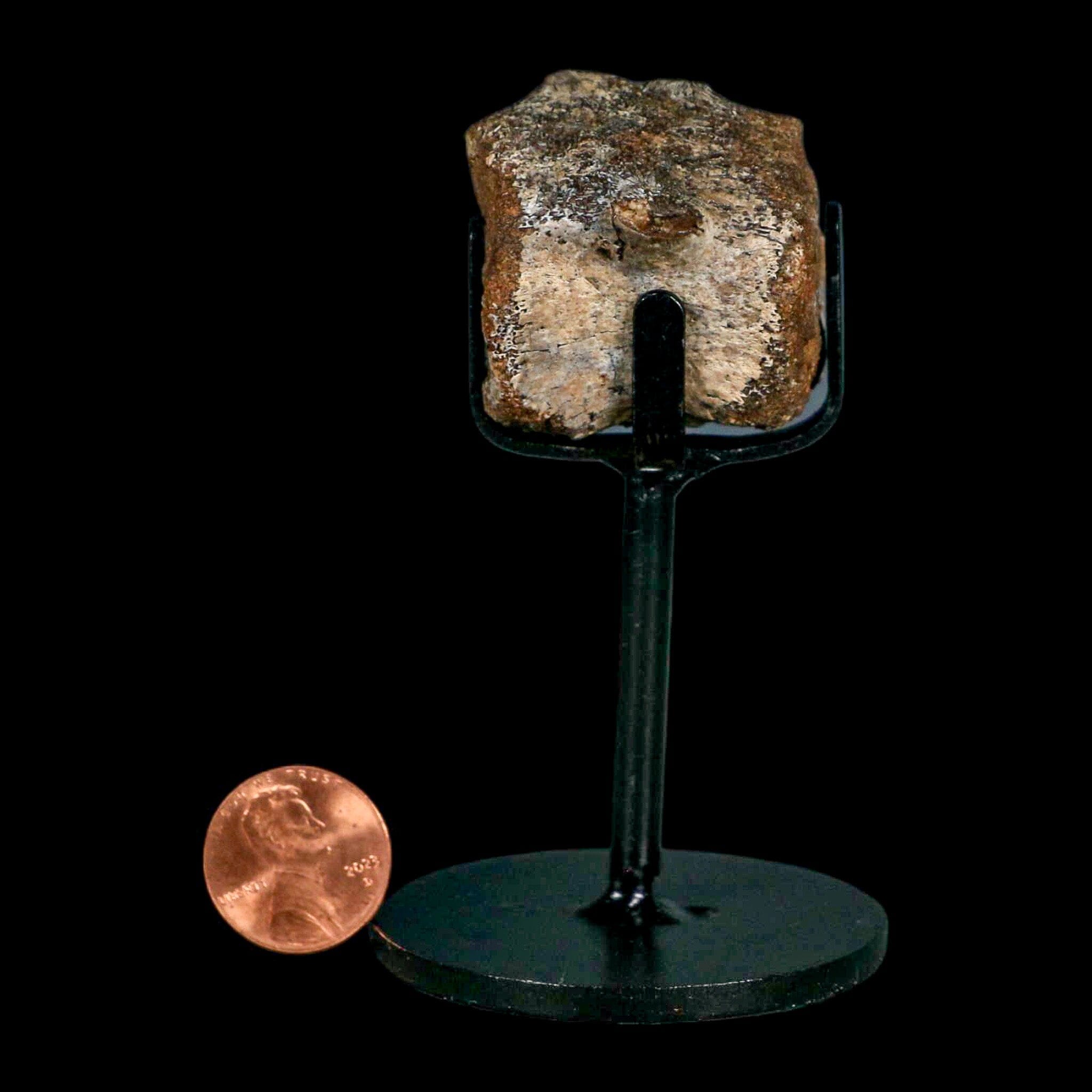 1.6" Hadrosaurus Fossil Tail Vertebrae Aguja FM Texas Dinosaur Cretaceous COA Stand - Fossil Age Minerals
