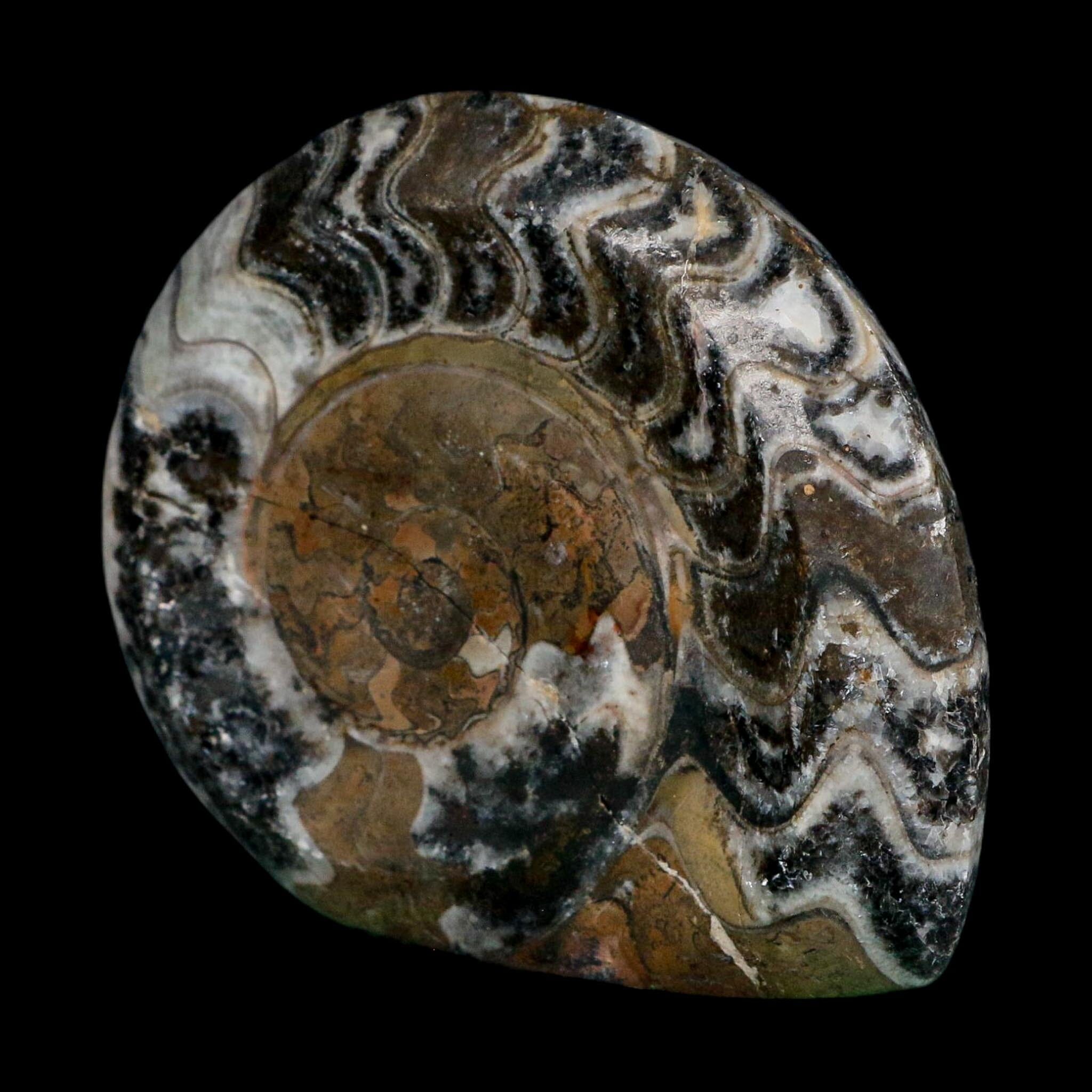 4.2" Goniatite Ammonite Fossil Polished Morocco Devonian Age COA