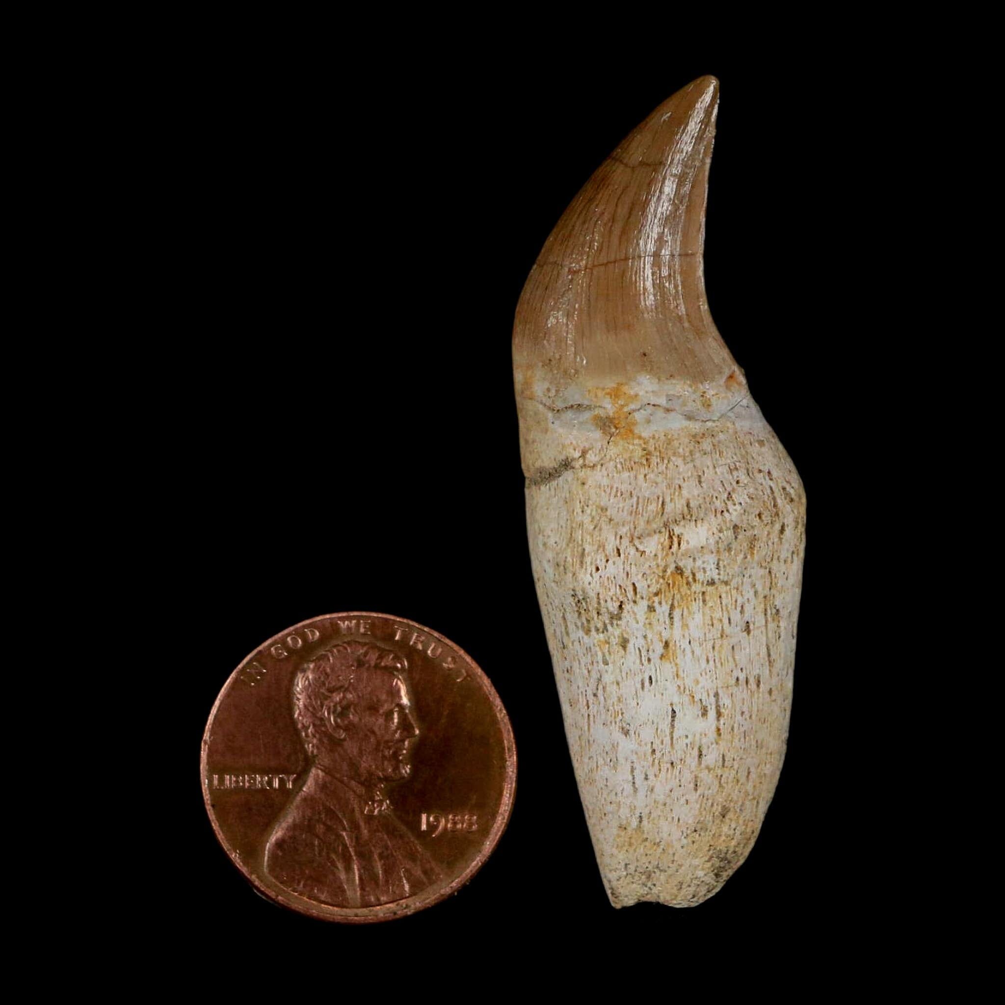 2" Mosasaur Eremiasaurus Fossil Tooth Rooted Cretaceous Dinosaur Era COA - Fossil Age Minerals