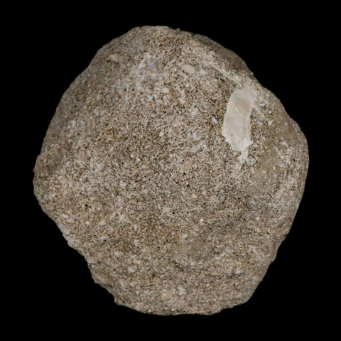 1.5" Plesiosaur Zarafasaura Tooth Fossil In Matrix Cretaceous Dinosaur Era COA