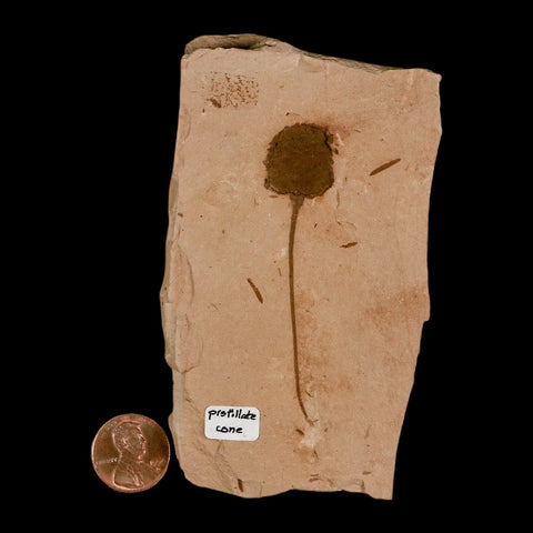 2.7" Rare Fossil Pistillate Cone Metasequoia Dawn Redwood Oligocene Age MT COA - Fossil Age Minerals