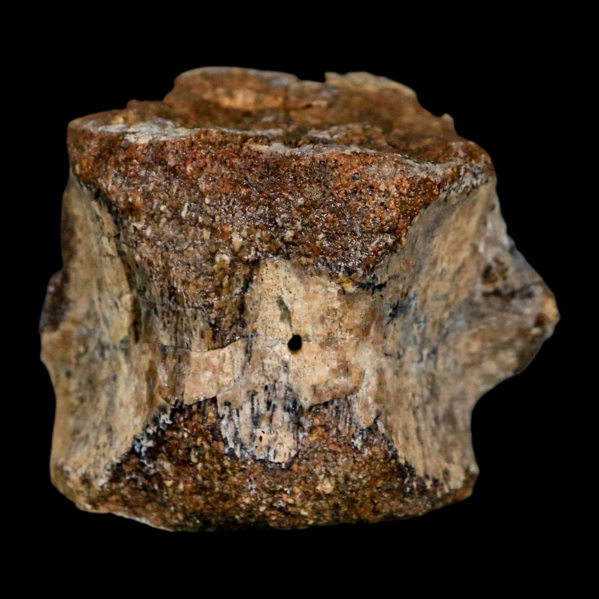 1.6" Hadrosaurus Fossil Tail Vertebrae Aguja FM Texas Dinosaur Cretaceous COA Stand - Fossil Age Minerals