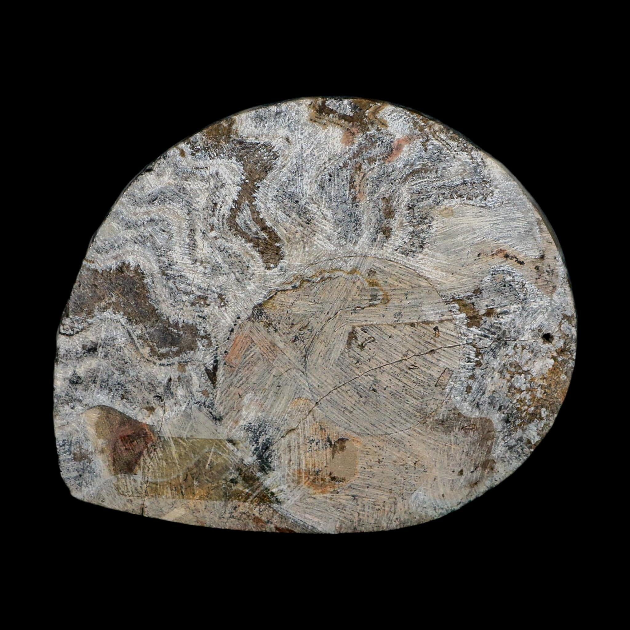 4.2" Goniatite Ammonite Fossil Polished Morocco Devonian Age COA