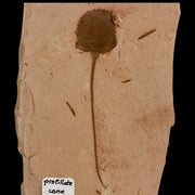2.7" Rare Fossil Pistillate Cone Metasequoia Dawn Redwood Oligocene Age MT COA