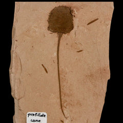 Metasequoia Plant Fossils