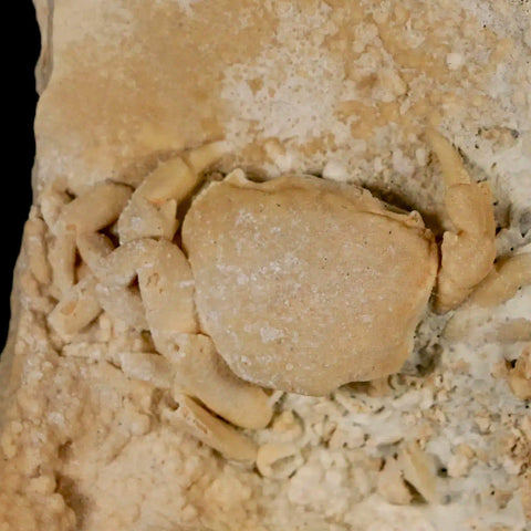 2.2" Potaman Sp Fossil Freshwater Crab In Travertine Denizli Basin Southwest Turkey - Fossil Age Minerals