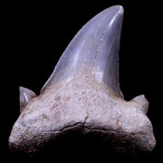 1.6" Otodus Obliquus Shark Fossil Tooth Specimen Oued Zem Morocco COA