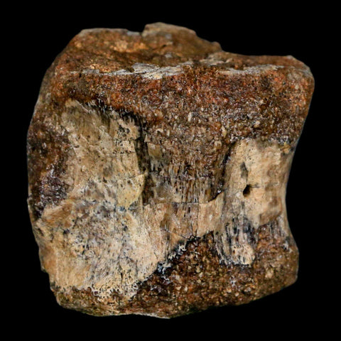 1.6" Hadrosaurus Fossil Tail Vertebrae Aguja FM Texas Dinosaur Cretaceous COA Stand - Fossil Age Minerals