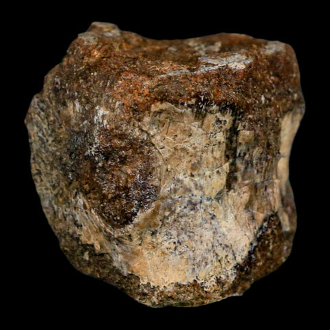 1.6" Hadrosaurus Fossil Tail Vertebrae Aguja FM Texas Dinosaur Cretaceous COA Stand - Fossil Age Minerals