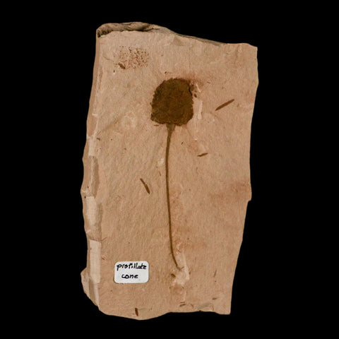 2.7" Rare Fossil Pistillate Cone Metasequoia Dawn Redwood Oligocene Age MT COA - Fossil Age Minerals