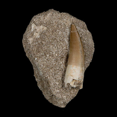 1.8" Plesiosaur Zarafasaura Tooth Fossil In Matrix Cretaceous Dinosaur Era COA