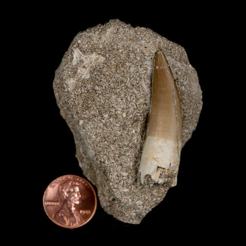 1.8" Plesiosaur Zarafasaura Tooth Fossil In Matrix Cretaceous Dinosaur Era COA