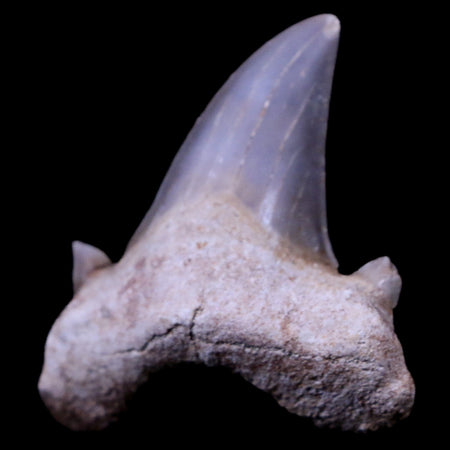 1.6" Otodus Obliquus Shark Fossil Tooth Specimen Oued Zem Morocco COA