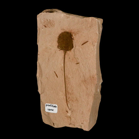 2.7" Rare Fossil Pistillate Cone Metasequoia Dawn Redwood Oligocene Age MT COA - Fossil Age Minerals