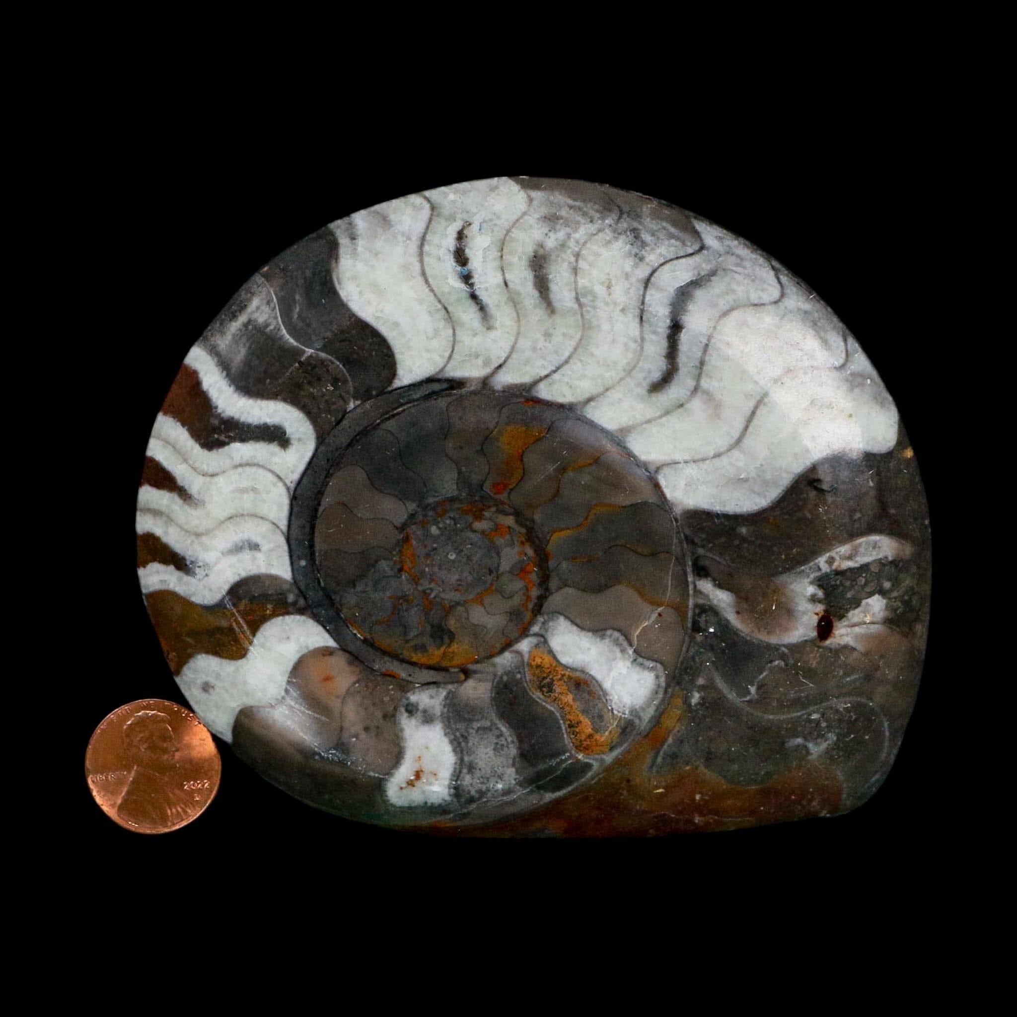 4.2" Goniatite Ammonite Fossil Polished Morocco Devonian Age COA